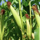 Sweet White CORN Vegetable Seeds - Garden Vegetable Plant - 25 Seeds
