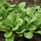 Herb Corn Salad Greens Vegetable Seeds - Garden Vegetable Plant - 500 Seeds