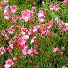 Diascia Barberae Pink Queen Groundcover Seeds - Garden Flower Plant - 50 Seeds