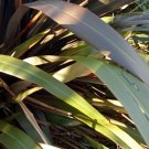 Flax plant NZ Variegated Version Brown Green Leaves Seeds - Garden Flower Plant - 5 Seeds