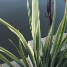 New Zealand Flax Variegated light green & dark greenSeeds - Garden Flower Plant - 5 Seeds