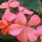 Coral Geranium Seeds variegated leaf Seeds - Garden Flower Plant - 20 Seeds