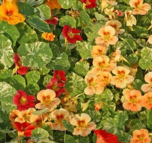 NASTURTIUM ALASKA mix VARIEGATED Seeds - Garden Flower Plant - 10 Seeds