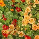 NASTURTIUM ALASKA mix VARIEGATED Seeds - Garden Flower Plant - 10 Seeds