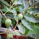 Variegated Thai Pink Guava Seeds - Garden Fruit Plant - 5 Seeds