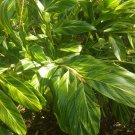 Variegated Shell Ginger Seeds Alpinia zerumbet variegata Seeds - Garden Flower Plant - 20 Seeds