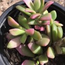Variegated Anacampseros Telephiastrium aka ‘sunrise’ Seeds - Garden Flower Plant - 12 Seeds