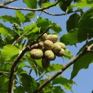 Magnolia champaca Champak Seeds - Garden Flower Tree Plant - 10 Seeds