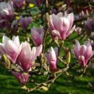 MAGNOLIA SEEDS MAGNOLIA GRANDIFLORA Seeds - Garden Flower Tree Plant - 5 Seeds