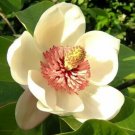 Magnolia Flowers Bonsai Gardening Seeds - Garden Flower Tree Plant - 100 Seeds