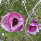 Saucer Magnolia x Soulangeana ‘Rustic Rubra’ Seeds - Garden Flower Tree Plant - 10 Seeds