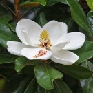 Magnolia Grandiflora (southern magnolia) Seeds - Garden Flower Tree Plant - 5 Seeds