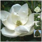 Magnolia Goliath Rose Seeds - Garden Flower Tree Plant - 6 Seeds