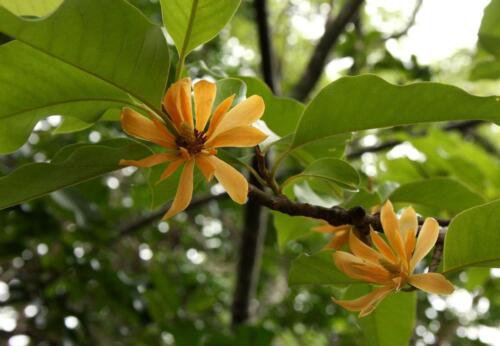 Fragrant Joy Tree (Michelia champaca) Seeds - Garden Flower Tree Plant - 10 Seeds
