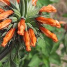 Leonotis leonorus-Lion's tail'-Wild dagga Seeds - Garden Flower Plant - 30 Seeds