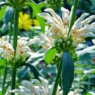 White Lion's Tail seed Leonotis leonuris Seeds - Garden Flower Plant - 15 Seeds