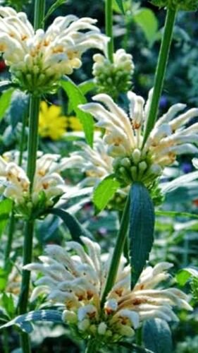 White Lion's Tail seed Leonotis leonuris Seeds - Garden Flower Plant - 15 Seeds
