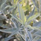 SACRED SAGE WHITE Salvia Apiana Seeds - Garden Herb Plant - 10 Seeds