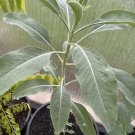 SAGE SEEDS ‘WHITE’ (Salvia Apiana) Seeds - Garden Herb Plant - 15 Seeds