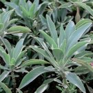 Salvia Apiana - White Sage Seeds - Garden Herb Plant - 10 Seeds