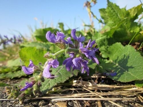 Heirloom SAGE CLARY Herb Seeds - Garden Herb Plant - 20 Seeds