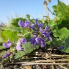 Heirloom SAGE CLARY Herb Seeds - Garden Herb Plant - 20 Seeds