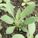 SACRED WHITE SAGE SEEDS Salvia Apiana Seeds - Garden Herb Plant - 15 Seeds