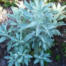 SACRED WHITE SAGE SEEDS Salvia Apiana Herb Seeds - Garden Herb Plant - 15 Seeds