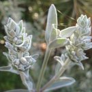 White Sage (salvia apiana) Herb Seeds - Garden Herb Plant - 20 Seeds