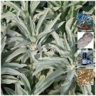 Salvia Apiana Sacred White Sage smudge Herb Seeds - Garden Herb Plant - 25 Seeds