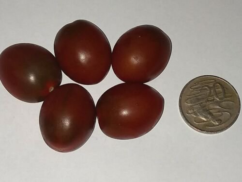 Plum tomato mini Great Flavour Seeds - Garden Herb Plant - 10 Seeds