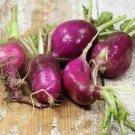Radish seeds Purple Plum Heirloom Seeds - Garden Vegetable Plant - 100 Seeds