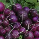 Radish (Purple Plum) Seeds - Garden Vegetable Plant - 50 Seeds