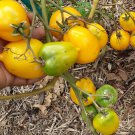 Lemon Plum Tomato A Meaty and Sweet Low Seeds - Garden Vegetable Plant - 10 Seeds