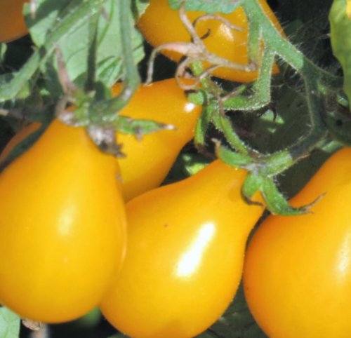 TOMATO YELLOW PEAR plum tomato bright yellow Seeds - Garden Vegetable Plant - 25 Seeds