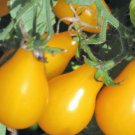 TOMATO YELLOW PEAR plum tomato bright yellow Seeds - Garden Vegetable Plant - 25 Seeds