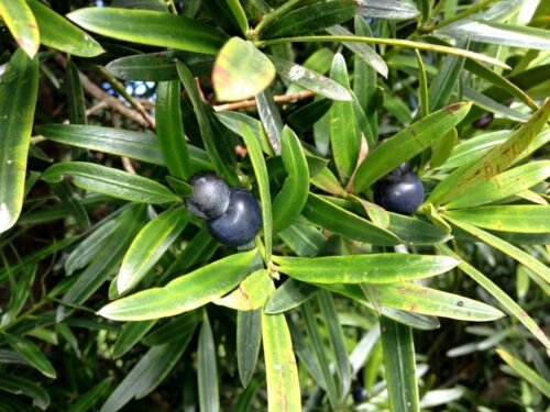 Illawarra Plum Pine (Podocarpus elatus) Seeds - Garden Fruit Plant - 5 Seeds