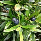 Illawarra Plum Pine (Podocarpus elatus) Seeds - Garden Fruit Plant - 5 Seeds