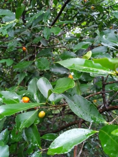 Red Olive Plum Seeds - Garden Fruit Plant - 10 Seeds