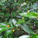 Red Olive Plum Seeds - Garden Fruit Plant - 10 Seeds