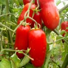 ITALIAN HEIRLOOM PLUM TOMATO Seeds - Garden Fruit Plant - 10 Seeds