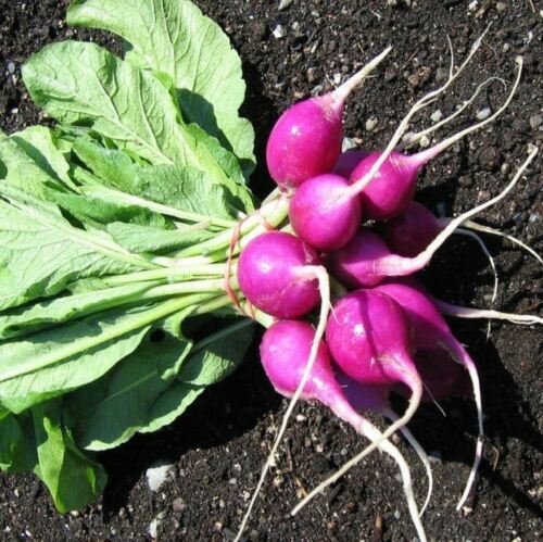 RADISH Purple Plum Vegetable Seeds - Garden Fruit Plant - 70 Seeds