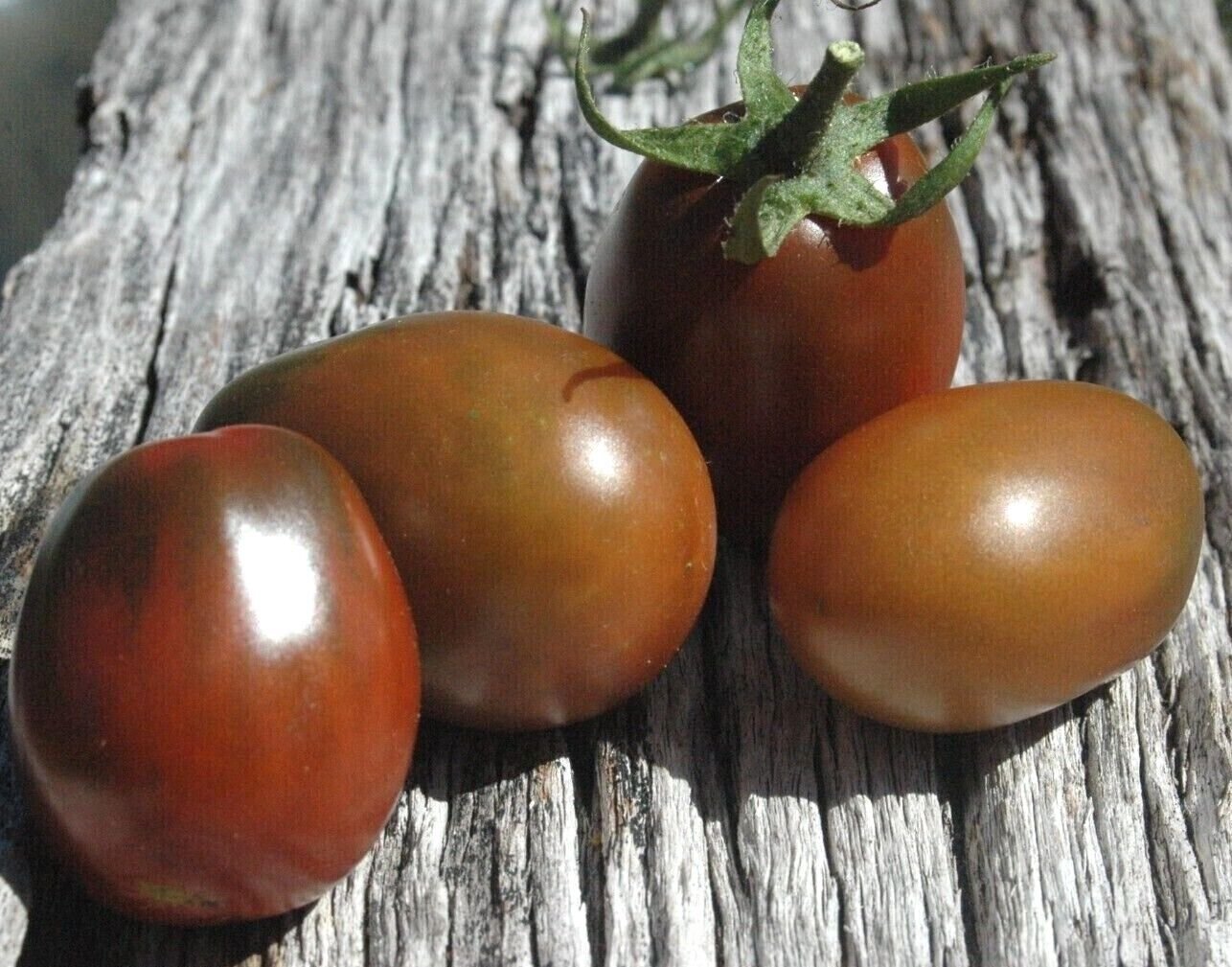 TOMATO 'Black Plum' Vegetable Seeds - Garden Fruit Plant - 10 Seeds