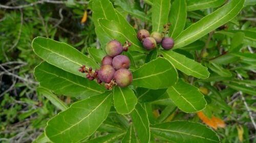 Cenarrhenes nitida Native Plum Vegetable Seeds - Garden Fruit Plant - 5 Seeds