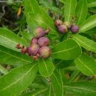 Cenarrhenes nitida Native Plum Vegetable Seeds - Garden Fruit Plant - 5 Seeds
