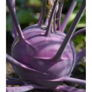 Kohlrabi Purple Vegetable Seeds - Garden Vegetable Plant - 50 Seeds