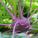 KOHLRABI PURPLE VIENNA Vegetable Seeds - Garden Vegetable Plant - 50 Seeds
