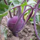 PURPLE KOHLRABI SEEDS Home Vegetable Seeds - Garden Vegetable Plant - 50 Seeds
