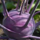 Kohl Rabi Purple Vienna Home Vegetable Seeds - Garden Vegetable Plant - 150 Seeds