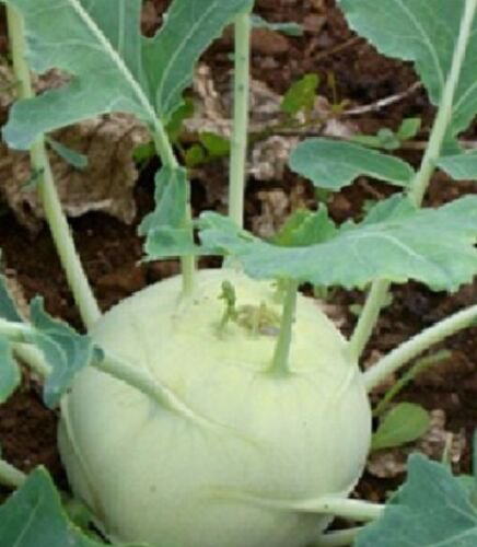 KOHL RABI 'WHITE VIENNA' Vegetable Seeds - Garden Vegetable Plant - 150 Seeds